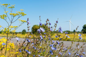 Estland, Ostseeküste, Pakri-Pank, Landstraße, Windrad, Kornblumen Estland, Ostseeküste, Pakri-Pank, Landstraße, Windrad, Kornblumen